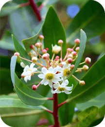 Catuaba Bark ingredient