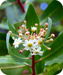 Catuaba Bark ingredient