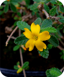Damiana Leaf ingredient