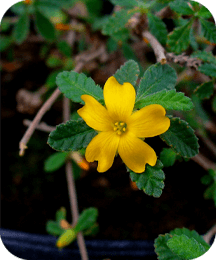 Damiana Leaf ingredient