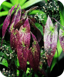 Epimedium ingredient