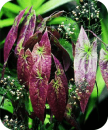 Epimedium ingredient