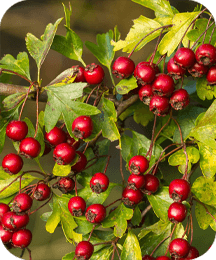 Hawthorn Berry ingredient
