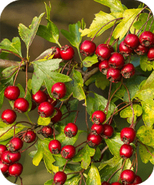 Hawthorn Berry ingredient