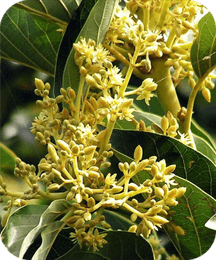 Muira Puama ingredient