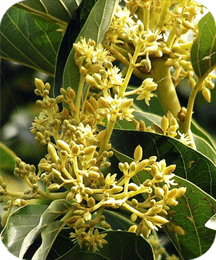 Muira Puama ingredient