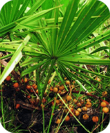 Saw Palmetto ingredient