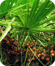 Saw Palmetto ingredient